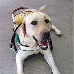 身体障害者補助犬貸付希望者を募集しています